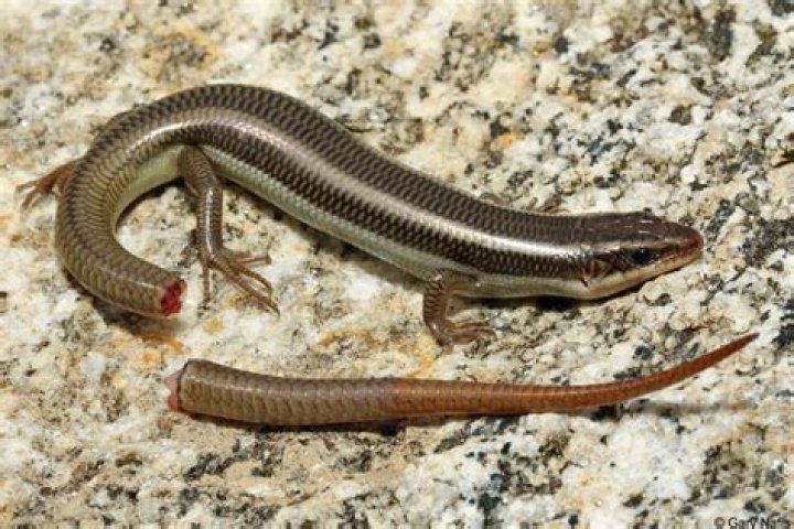 Does it hurt when a lizard loses its tail?