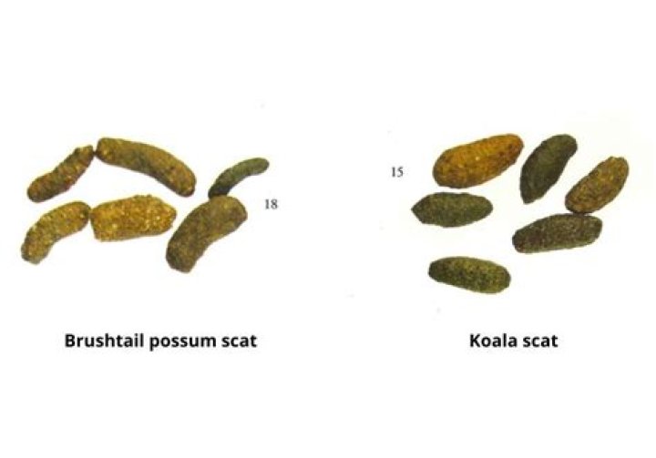 Does koala poop smell?