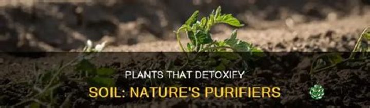 Does oil pulling remove toxins from the body?