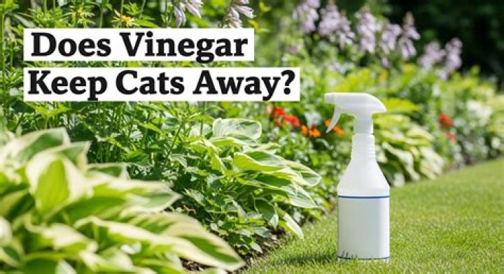 Does white vinegar keep cats away?