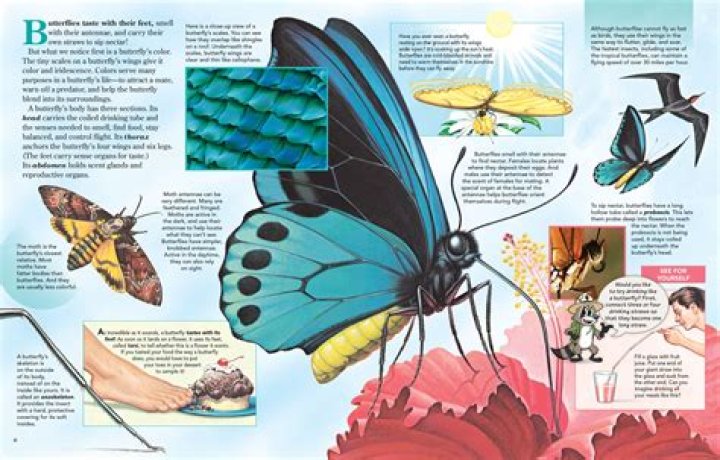 How cold can butterflies survive?