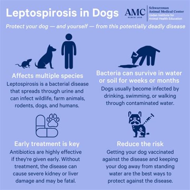 How common is leptospirosis in dogs?