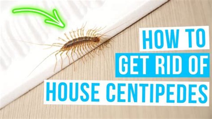How do I chase my house from centipedes?