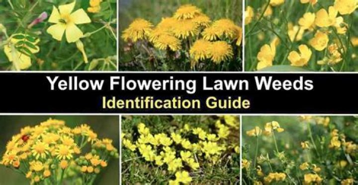 How do I get rid of little yellow flowers in my lawn?