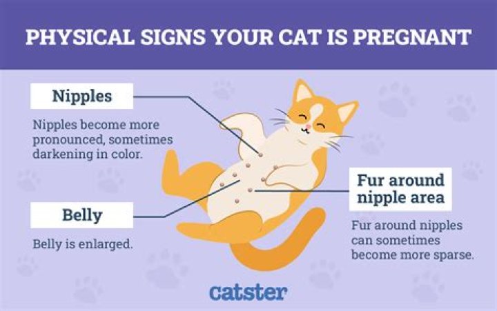 How do I know if my cat got her period?