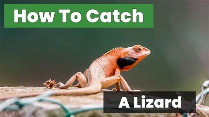 How do you catch a lizard in your house?