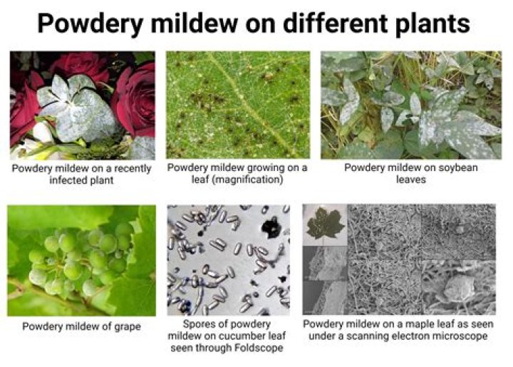 How do you get rid of powdery mildew on budding?