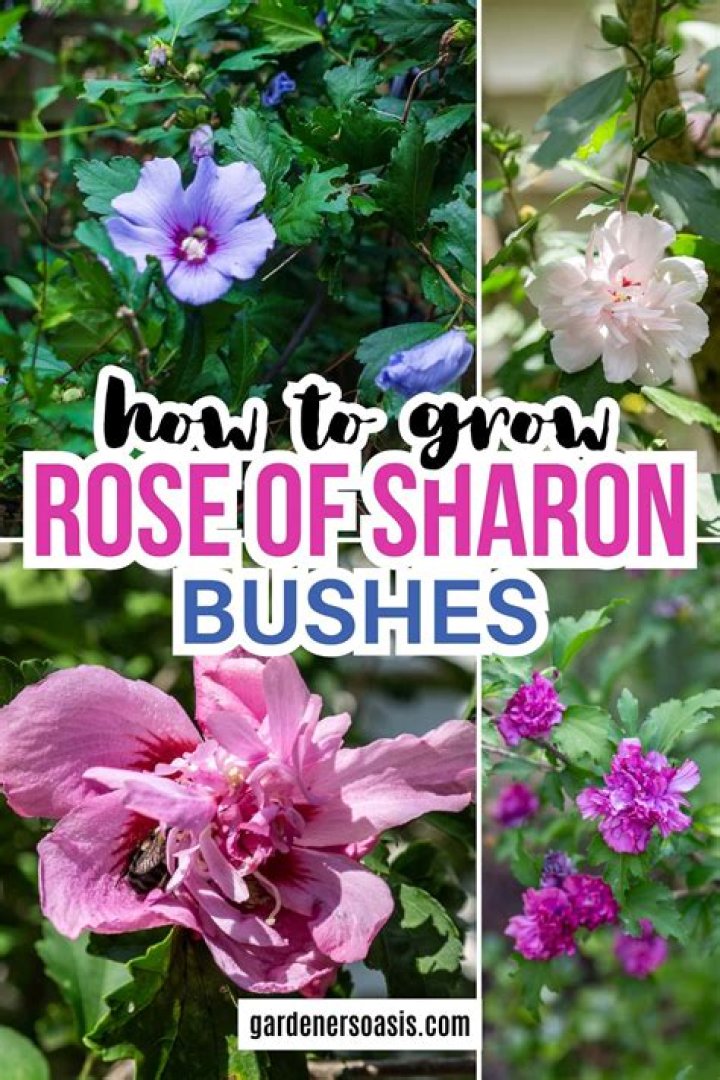 How do you get rose of Sharon to bloom?