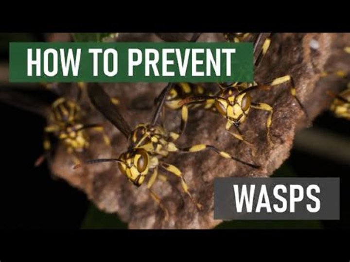 How do you keep wasps from coming back every year?