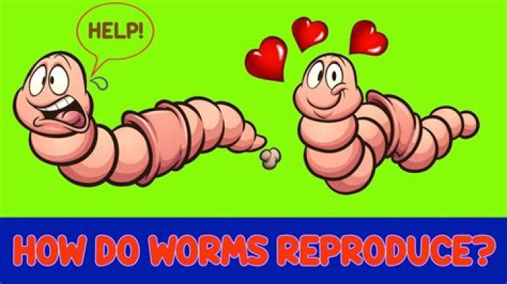 How do you speed up worm breeding?