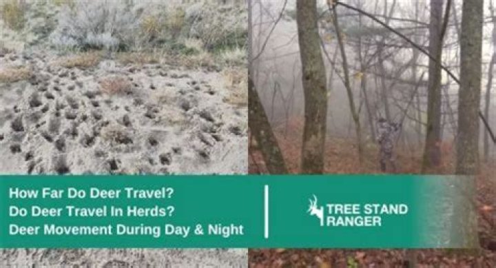 How far do you have to relocate a groundhog?
