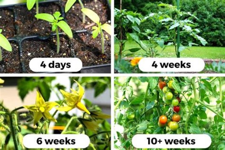 How long after flowering do tomato plants produce fruit?