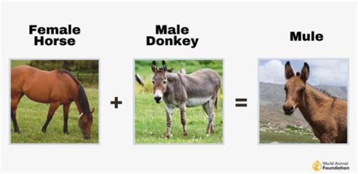 How long can a mule walk?