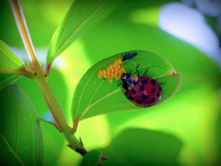 How long can ladybugs live in refrigerator?