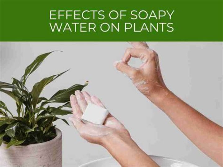 How long do you leave soapy water on plants?