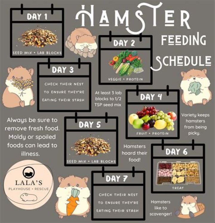 How long is 1 day for a hamster?