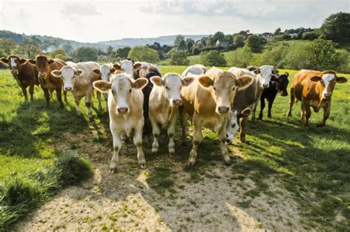 How many cows does a bull need?