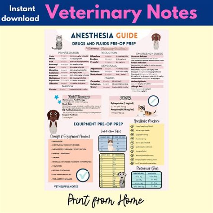How many times can a dog be put under anesthesia?