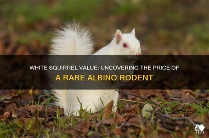 How much is a white squirrel worth?