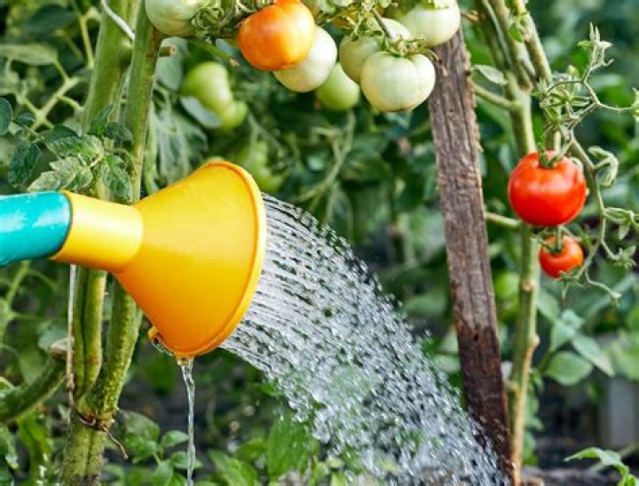 How often do you water tomato plants?
