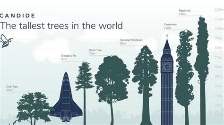How old is the tallest tree?