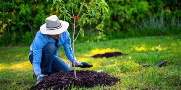 How planting trees around house can save energy?