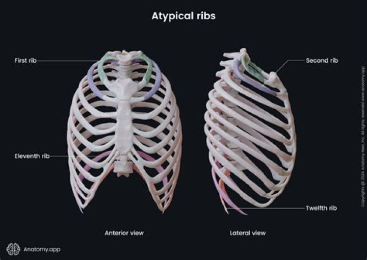 Is 7th rib A typical rib?