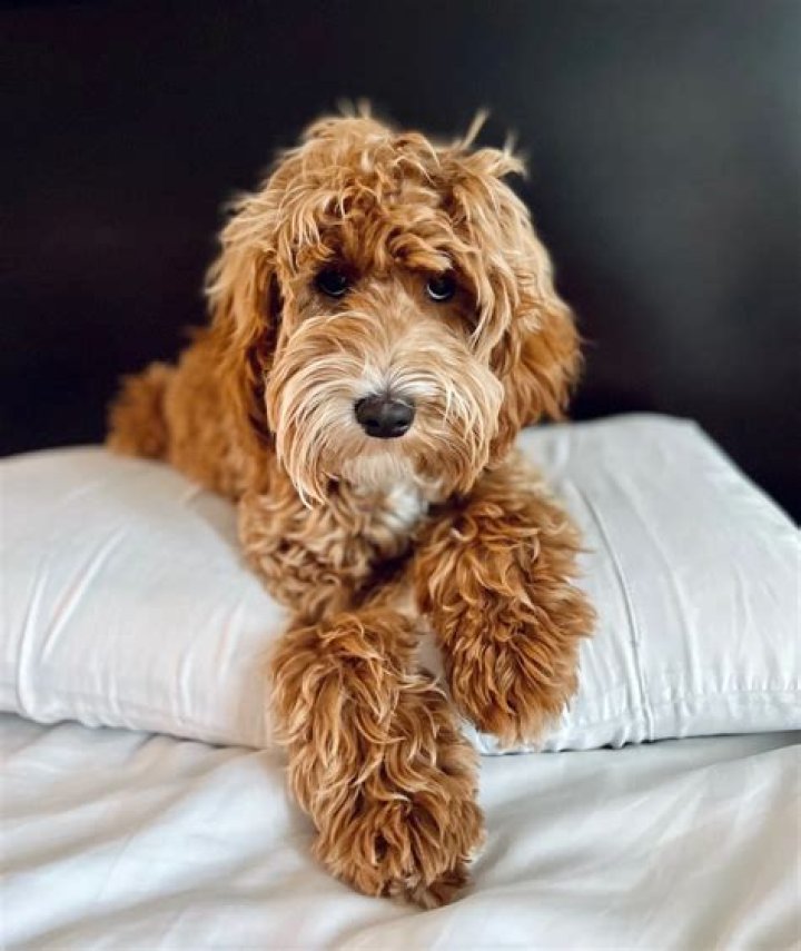 Is a mini Labradoodle a good pet?