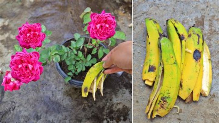 Is banana water good for roses?