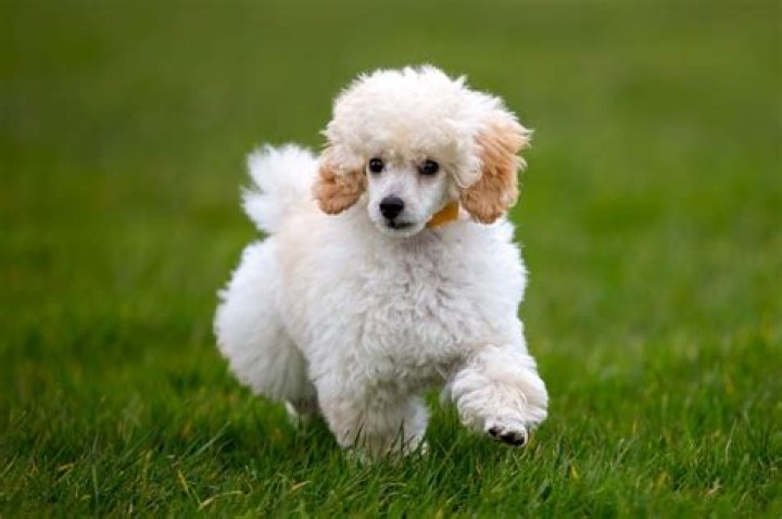 Is Chicken Good for Poodles?