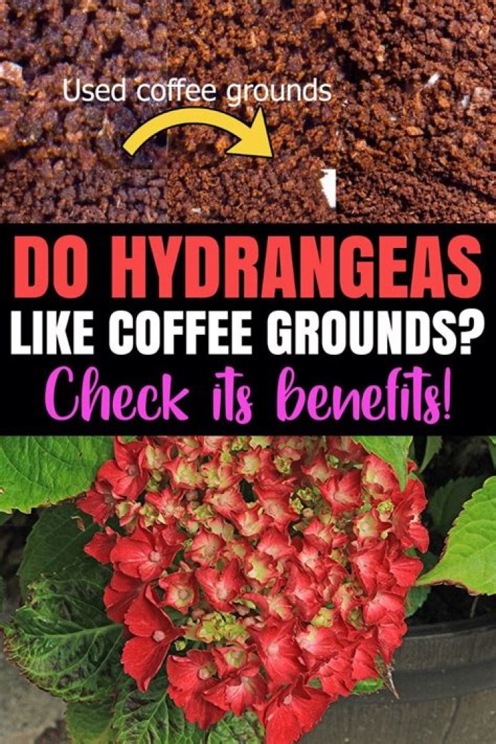Is coffee good for hydrangeas?
