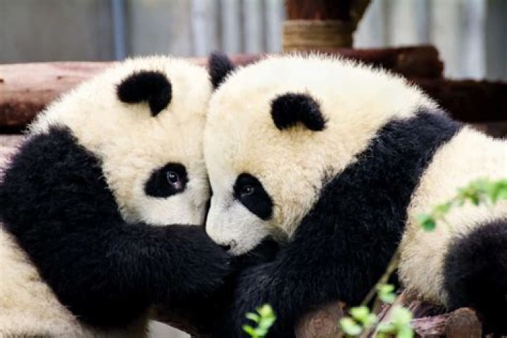 Is cuddling with a panda a job?
