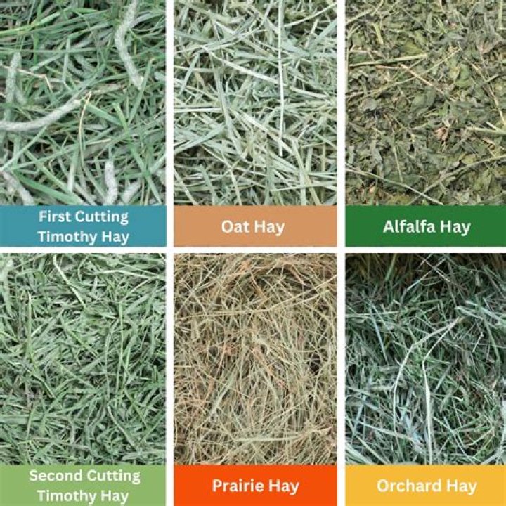 Is green hay bad for horses?