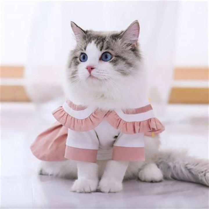 Is it uncomfortable for cats to wear collars?
