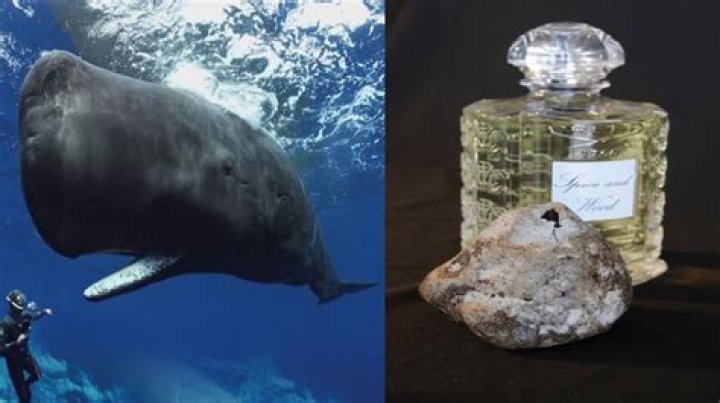Is perfume made of whale poop?