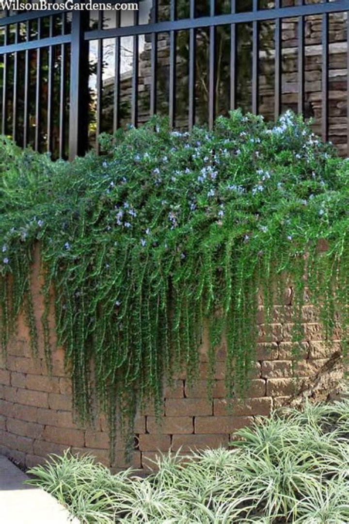 Is rosemary A middle note?