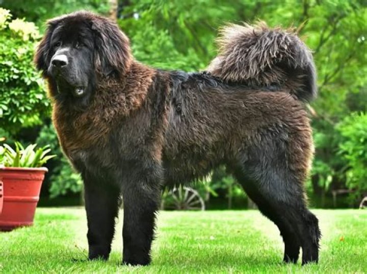 Is the Tibetan Mastiff real?