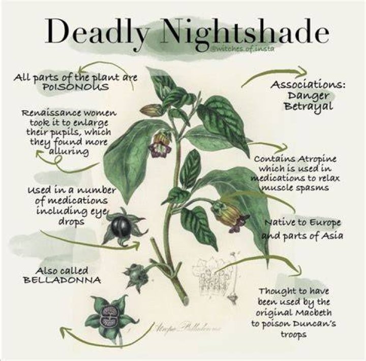 Is turmeric a nightshade?