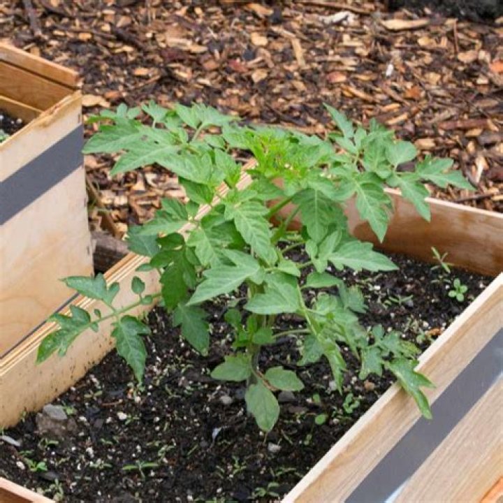 Is wood ash good for tomato plants?