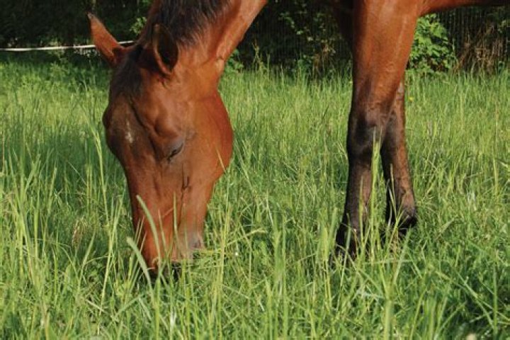 Should horse pasture be mowed?