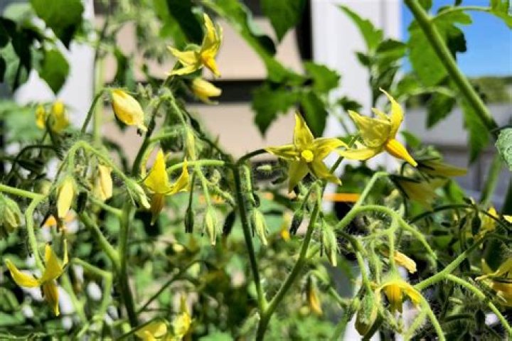 Should I pick off early tomato flowers?