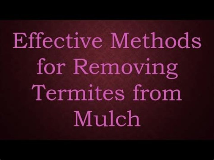 Should I remove mulch with termites?