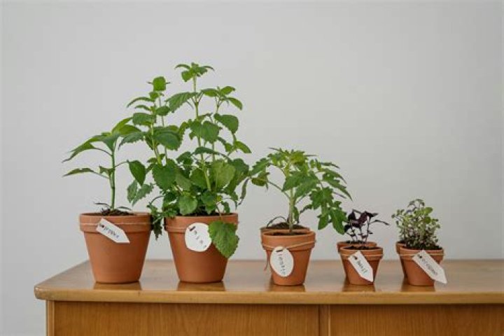 Should I soak pepper seeds before planting?