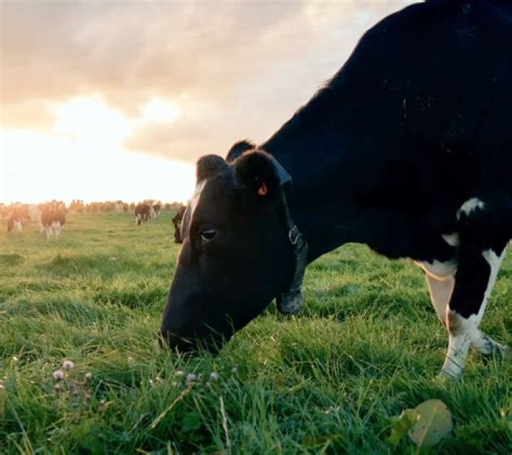 Should you harrow your pasture?