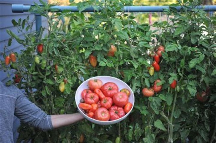 Should you pinch off the top of tomato plants?
