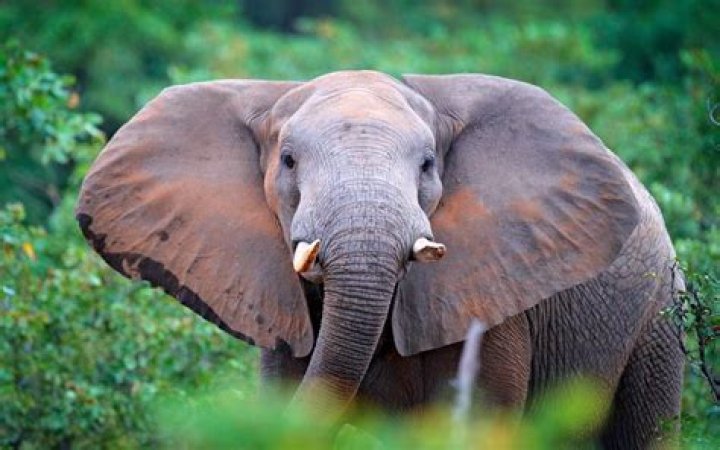 Was Dumbo an African elephant?