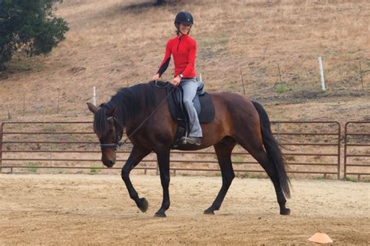 What's it called when a horse walks fancy?