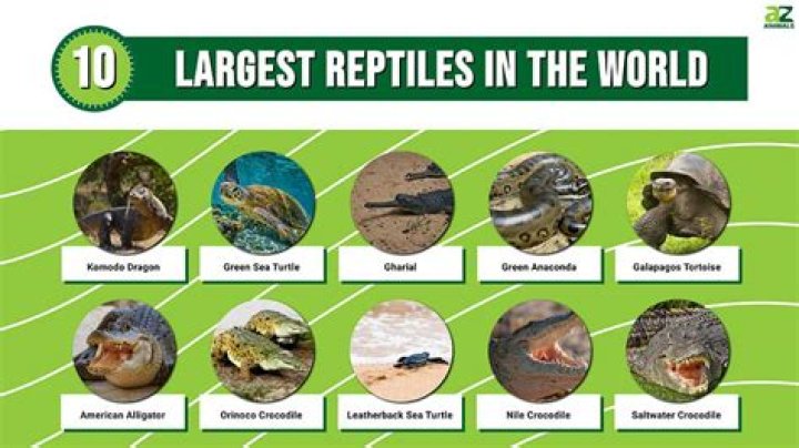 What's the largest reptile in the world?
