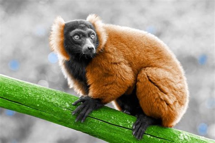 What's the softest animal in the world?