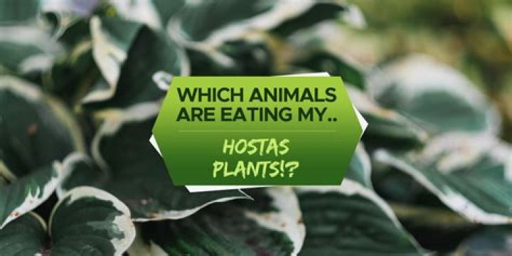 What animal is eating my hostas?